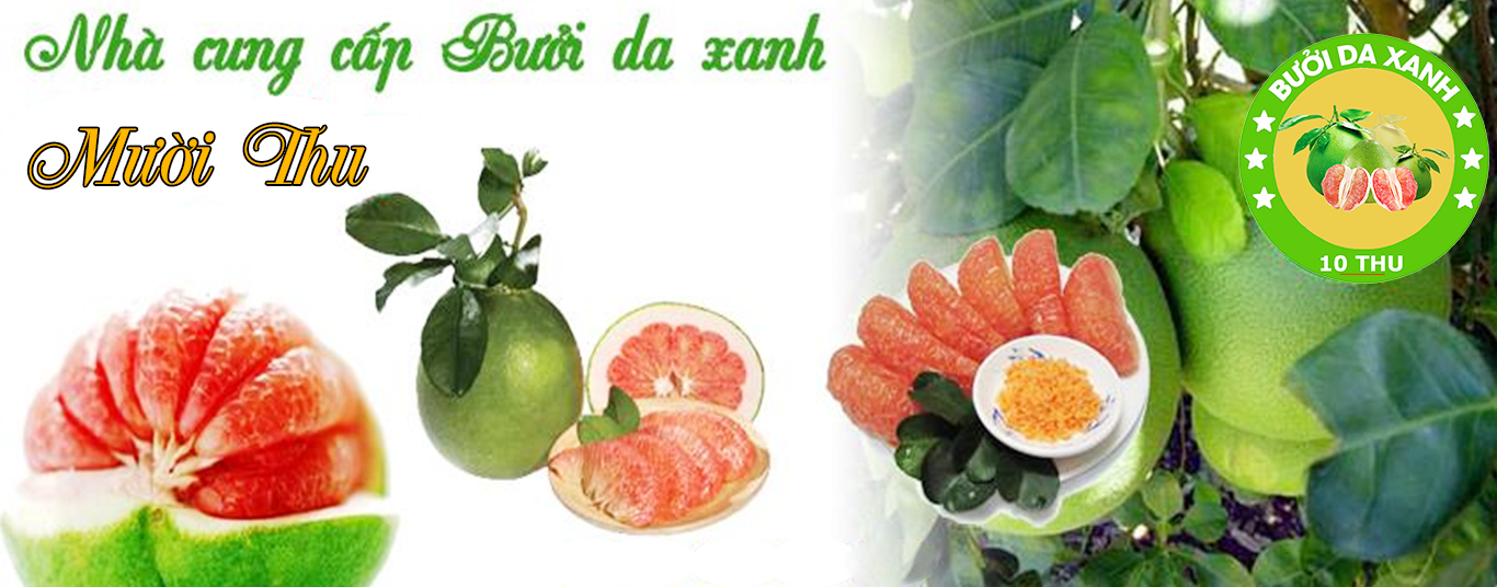 BƯỞI DA XANH 10 THU